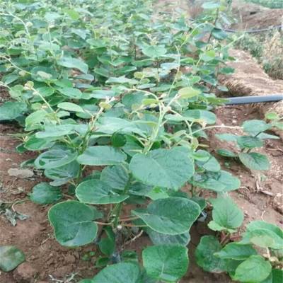 陜西獼猴桃種苗批發(fā)銷售