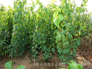 【五公分杏樹苗大棚苗丶阿勒泰五公分杏樹苗畝產(chǎn)】-