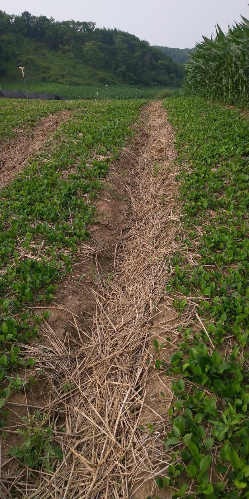 [蒼術(shù)種苗批發(fā)]陜西商洛鎮(zhèn)安縣蒼術(shù)種苗 0.60元/棵秦嶺地區(qū)半 _ 一畝