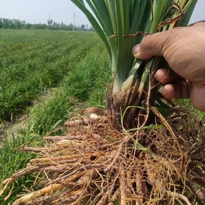 陜西蔬菜種苗陜西蔬菜種苗供應(yīng)_陜西蔬菜種苗價(jià)格