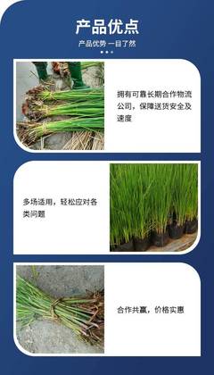 陜西現貨直供香蒲種苗 晉城市香蒲苗盆栽 易成活易栽培