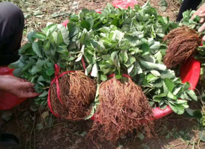 脫毒草莓苗種苗、草莓苗種苗畝產量多少