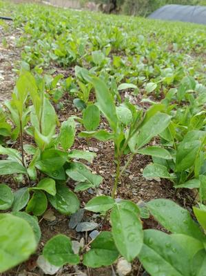 [蒼術(shù)種苗批發(fā)]陜西商洛鎮(zhèn)安縣蒼術(shù)種苗 0.40元/棵北蒼術(shù)苗 _ 一畝田