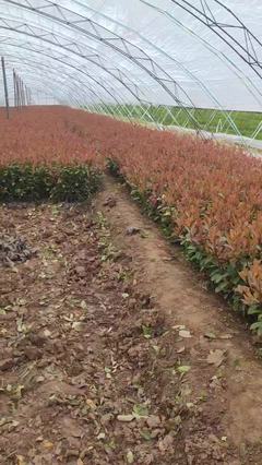 陜西咸陽楊陵區(qū)黃楊苗、黃刺梅種苗、金森女貞杯苗、石楠苗、海桐苗張澤民種植基地_地址_產(chǎn)地貨源