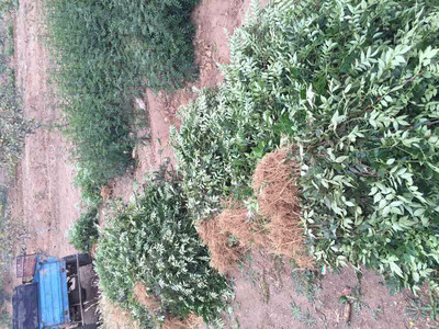 廈門供應花椒苗產(chǎn)地批發(fā) 無刺花椒苗價格_韓城花椒苗