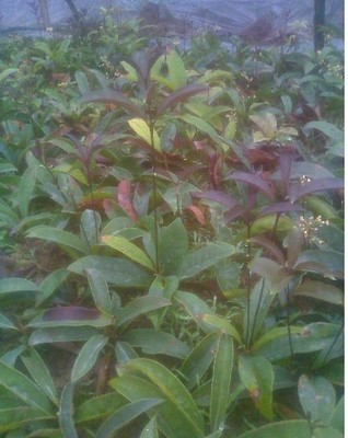 陜西苗木基地-供應陜西桂花樹苗|桂花樹苗價格|出售桂花樹苗 -陜西厚樸苗價格|陜西櫻桃苗價格|陜西獼猴桃苗 產品展示(陜西苗木基地、陜西種苗供應商、陜西苗木批發)-金泉網