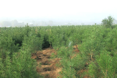 2019年白皮松價格行情及白皮松小苗種植管理技術