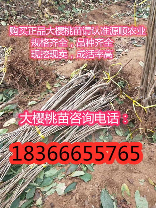 陜西桑緹娜大櫻桃樹苗價格及品種介紹