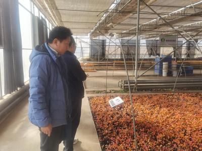 陜西省農機技術體系專家調研楊凌果蔬育苗企業探討育苗機械需求情況