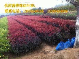 【供應西安營養缽紅葉李、紫葉李、陜西叢生密枝紅葉李】價格,廠家,其他種子種苗