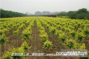 國槐樹苗 多種規(guī)格 陜西周至發(fā)貨