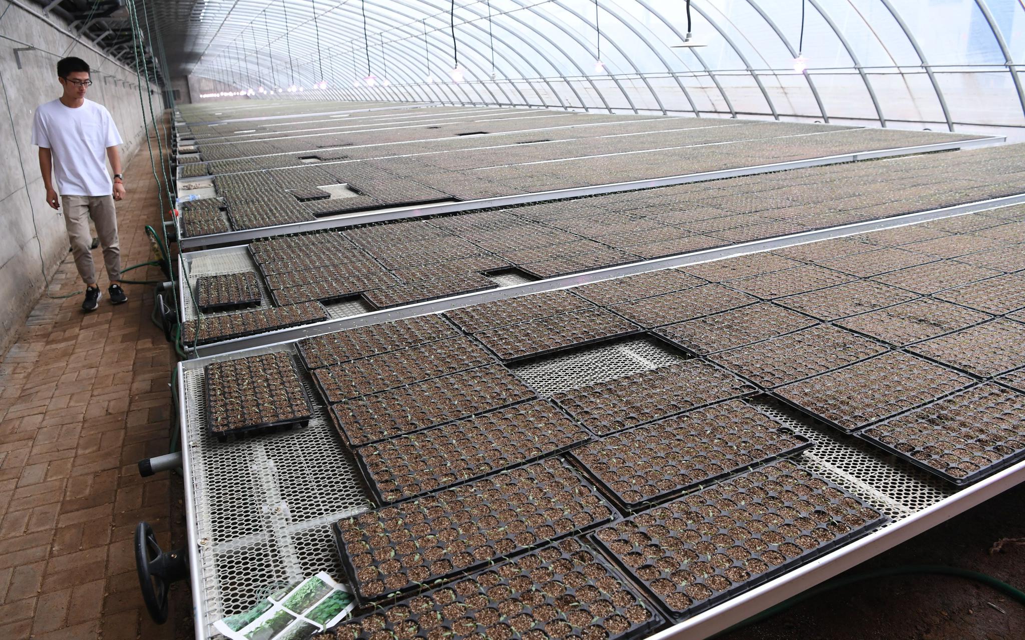 工廠化育苗年產(chǎn)值過億 帶動曲周縣農(nóng)民增收