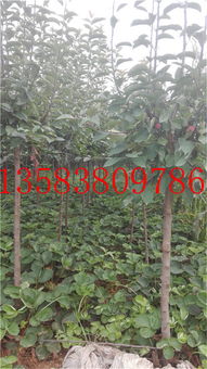 陜西閻良區(qū) 章姬草莓苗批發(fā)