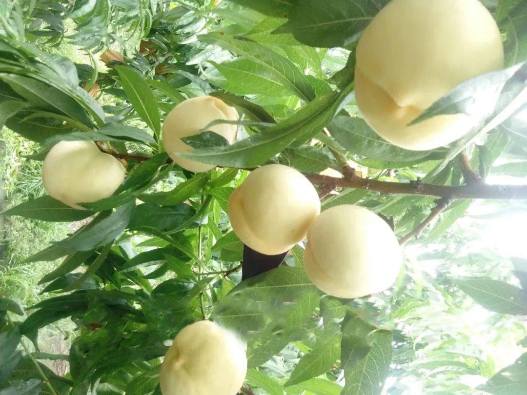 略陽白桃試種成功推動特色產(chǎn)業(yè)提質增效_陜西農(nóng)村網(wǎng)