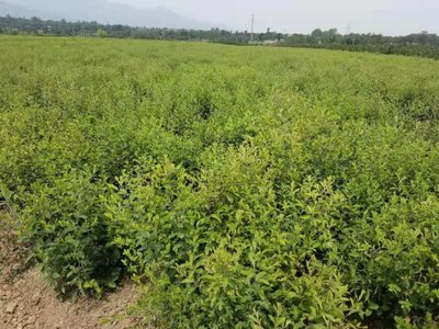 [蒼術種苗批發(fā)]陜西咸陽楊陵區(qū)蒼術種苗 0.68元/棵蒼術種苗, _ 一畝田