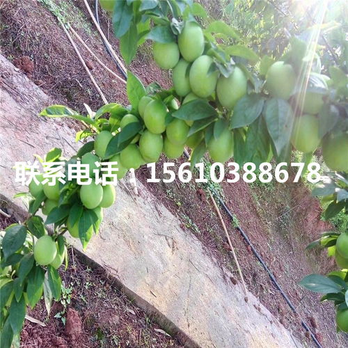 【嫁接李子苗、嫁接李子苗批發價格】- 