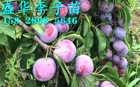 【秦地陜西脆紅李苗基地直銷,漢中安康商洛、寶雞西安渭南脆紅李樹苗價格廠家報價?！?