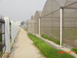 智能連棟溫室 壽光蔬菜大棚建設 鋼架冬暖式蔬菜大棚建造 愛農,智能連棟溫室 壽光蔬菜大棚建設 鋼架冬暖式蔬菜大棚建造 愛農生產廠家,智能連棟溫室 壽光蔬菜大棚建設