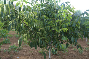 【陜西核桃苗】陜西核桃苗價格/圖片_陜西核桃苗批發/采購_陜西核桃苗廠家/供應商