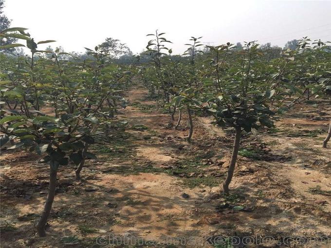 陜西八月紅梨種苗基地