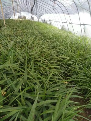 [白芨種苗批發(fā)]陜西商洛山陽縣白芨種苗 0.40元/棵優(yōu)質(zhì)白芨苗 _ 一畝田