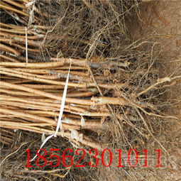 【陜西黑柿子樹苗的用途】- 