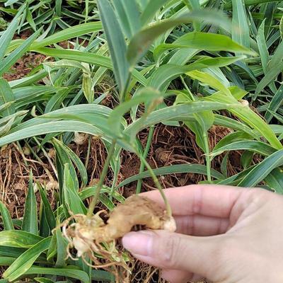 [黃精種苗批發]陜西商洛鎮安縣黃精種苗 0.45元/棵姜型多花四 _ 一畝田