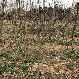 陜西地徑一公分黑柿子樹苗一株多少錢