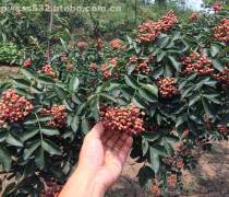 陜西花椒苗基地優質商家置頂推薦產品