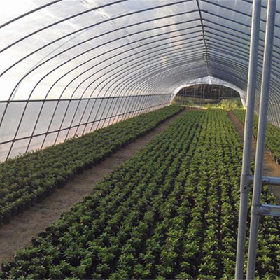 壽光鑫科種苗產(chǎn)量高,濰坊優(yōu)選擇