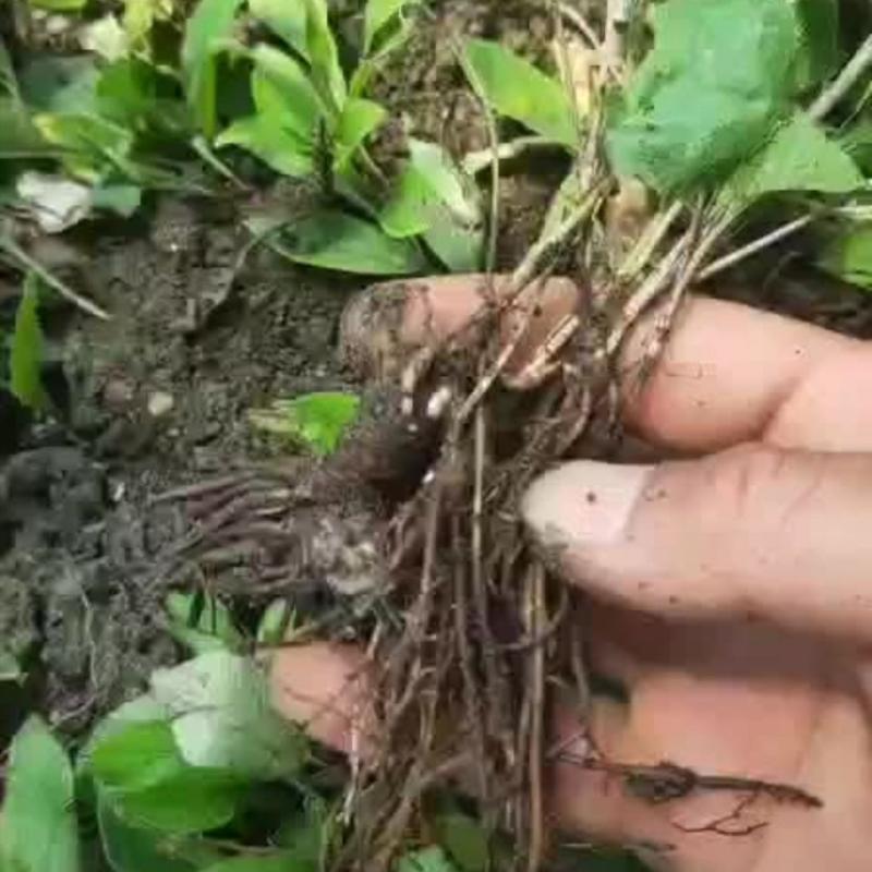 陜西秦嶺蒼術(shù)種苗野生蒼術(shù)苗子北蒼術(shù)種子黑蒼術(shù)帶朱砂點兒