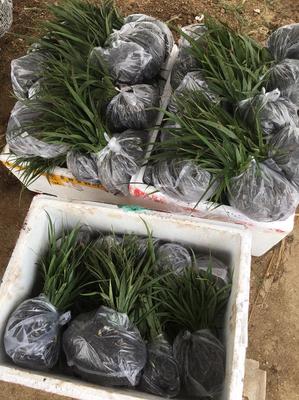 [白芨種苗批發(fā)]陜西漢中漢臺(tái)區(qū)白芨種苗 0.60元/棵白芨苗紫花 _ 一畝田