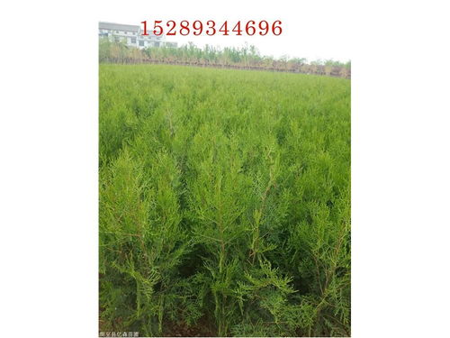 陜西柏樹(shù)批發(fā) 柏樹(shù)苗直銷(xiāo) 綠化帶柏樹(shù)小苗 陜西柏樹(shù)苗木基地