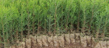 側(cè)柏樹(shù)苗木陜西西安周至兩年生營(yíng)養(yǎng)袋側(cè)柏容器苗柏樹(shù)苗量大從優(yōu)