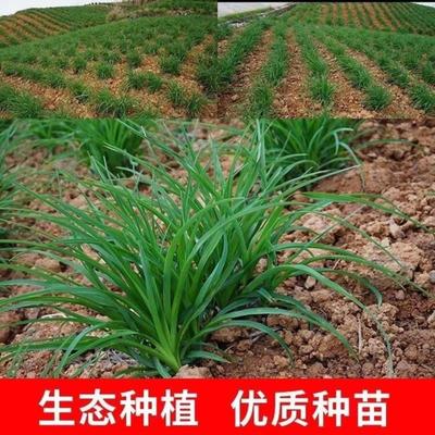 優(yōu)質(zhì)陜西大荔沙苑品種黃花菜根苗