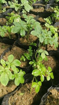 陜西地區提供醉蝶花杯苗種苗容器苗觀賞草花