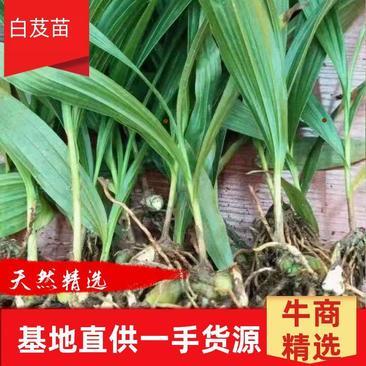 [白芨種苗批發]陜西商洛山陽縣白芨種苗 0.06元/棵純紫花白芨 _ 一畝田