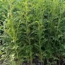 [黃刺梅種苗批發]陜西咸陽楊陵區黃刺梅種苗 1.00元/棵黃刺梅 _ 一畝田