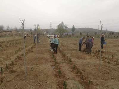 黑格斯曼地亞紅豆杉母本種植技術(shù)