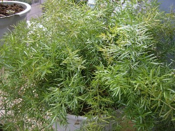 農(nóng)之福天門冬種植,陜西天冬種苗基地批發(fā)