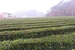 四川萬源有什么特產(chǎn)是外面沒有的