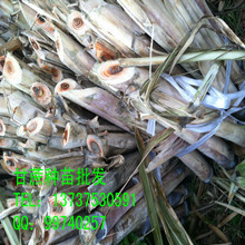 批發(fā)陜西省黑皮甘蔗種苗,廣西博白甘蔗種苗批發(fā)價格,甘蔗種苗種植技術(shù)