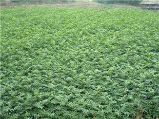 【花椒樹苗價格米椒花椒樹苗花椒苗用什么嫁接國家優質品種樹】- 