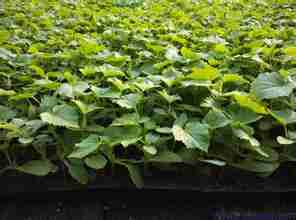 陜西辣椒苗、瑞豐種苗、辣椒苗廠家