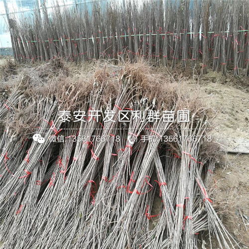 【2019年吉塞拉6號根系櫻桃樹苗、2019年吉塞拉6號根系櫻桃樹苗價格】- 