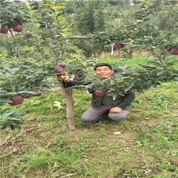 陜西種苗基地引領(lǐng)創(chuàng)新，吉林華玉蘋(píng)果樹(shù)苗異地繁育結(jié)碩果