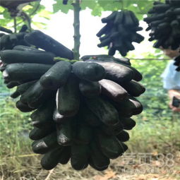 白雞心葡萄苗專(zhuān)業(yè)培育基地在陜西種苗指南