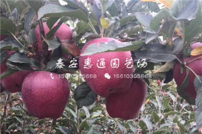 陜西耐凍樹苗價格穩(wěn)中有升，農(nóng)戶青睞優(yōu)質(zhì)種苗