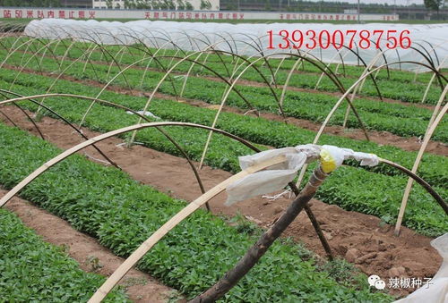 陜西辣椒種苗供應與產(chǎn)品收購服務