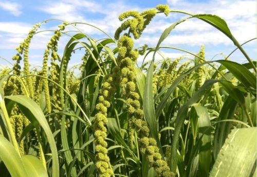 那年愿 陜北佳縣有機農業的守護與陜西種苗的健康生活愿景